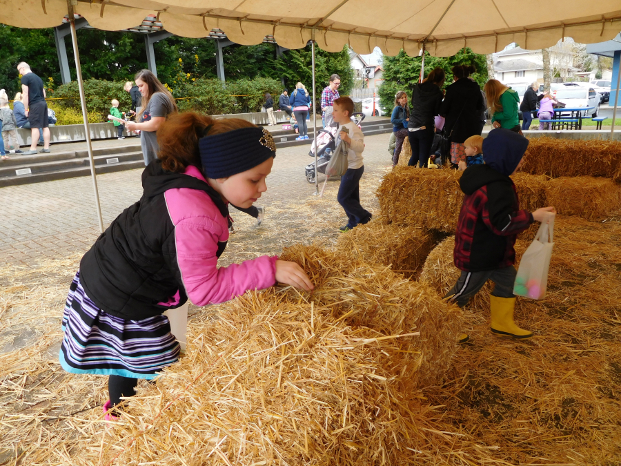 The 2017 "EGGstravaganza" included opportunities to look for about 5,000 eggs hidden among hay in Reflection Plaza, in downtown Washougal. This year's event, to be held from 3 to 5:30 p.m., Wednesday, March 28, at Reflection Plaza, 1703 Main St., will include egg hunts, visits with the Easter bunny, free cotton candy and activities for youngsters. It is presented by the City of Washougal, the Downtown Washougal Association and iQ Credit Union. (Post-Record file photo)