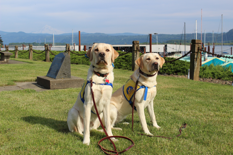 Canine Companions for Independence puppies-in-training, Tanveer (left) and Maggie (right) show what very good dogs they are during a recent excursion to Marina Park, between Camas and Washougal, near the Columbia River.