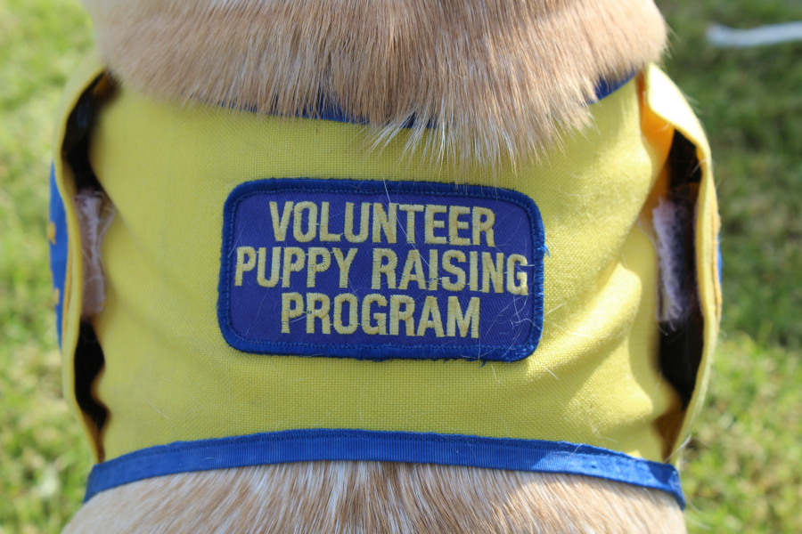 Maggie, a 20-month-old dog wore this patch during her "puppy raising" days with Camas puppy raiser Susan Manuel. Maggie left Manuel's home in mid-May and is now in her six-month advanced training with the Santa Rosa, California-based Canine Companions for Independence program, which places assistance dogs with disabled and hearing-impaired adults and children.