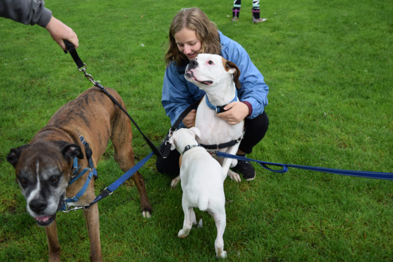 Avery Flatt, 13, plays with rescue dogs Caesar, Elvis and Tater during the fundraiser to benefit the Wigglin Home Boxer Rescue on June 9. The Wigglin Home Boxer Rescue is a volunteer based nonprofit that aims to find forever homes for boxers in unfortunate situations.