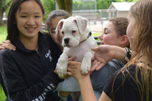 From left to right: Grace Duffey, Chloe Frentsos, Avery Hieronymus and Aleah Anderson play with Tater, who is a deaf rescue dog from the Wigglin Home Boxer Rescue, during a fundraiser, on June 9. The fundraiser, organized by Anderson and Duffey, will benefit the rescue that has saved more than 300 dogs in the two years it has been open.