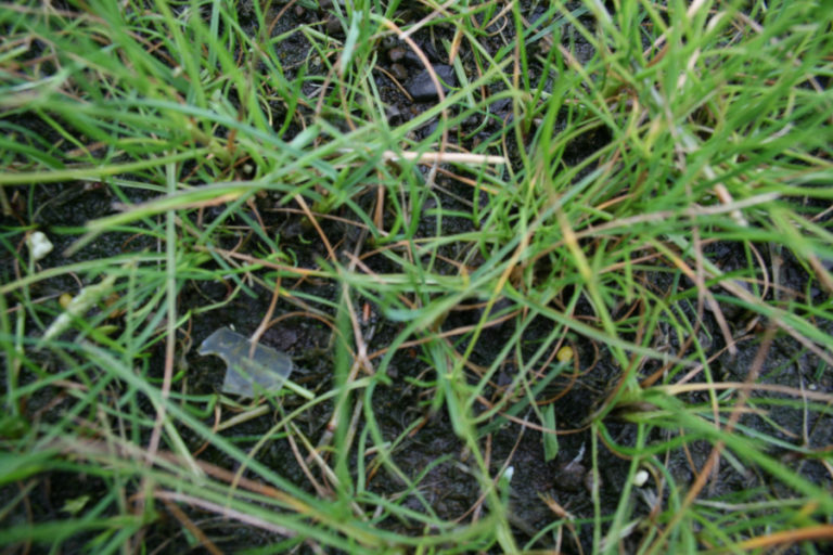 A small, but sharp piece of plastic lies in the turf of the new football field at Jemtegaard Middle School in Washougal.