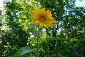 A sunflower brightens George Gross and Janice Ferguson's deck, in Washougal. They credit a squirrel, stellar's jay or scrub-jay with planting the sunflower seed.