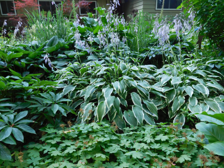 Janice Ferguson and George Gross&#039; front yard features Hostas, Astilbes and a Hardy Geranium.