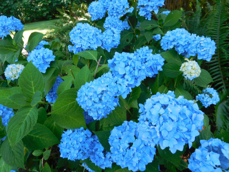 Hydrangeas are in full bloom at the Shangri-La Farm, in Camas. The two-acre property, owned by Neil Cahoon and Liz Pike, is part of the Clark County Green Neighbors Natural Gardens Tour on Sunday, July 15.