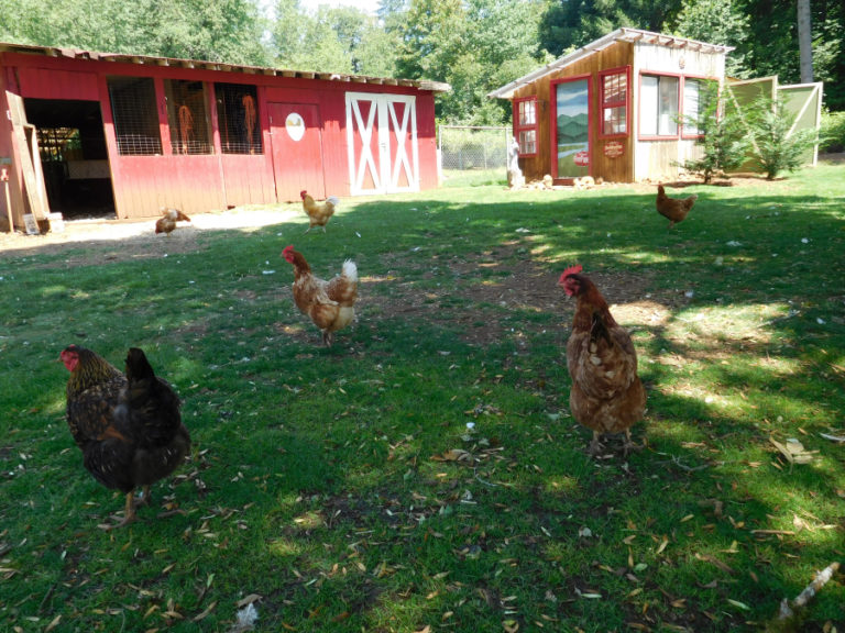 Visitors to Shangri-La Farm, in Camas, can see free range chickens and roosters.