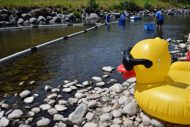 A blow up duck awaits the 5,000 little rubber ducks making their way down stream toward the race finish line.  