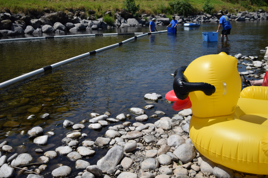 A blow-up duck awaits 5,000 little rubber ducks making their way down the Washougal River from the Third Avenue Bridge toward the Ducky Derby finish line on Sunday, July 29.