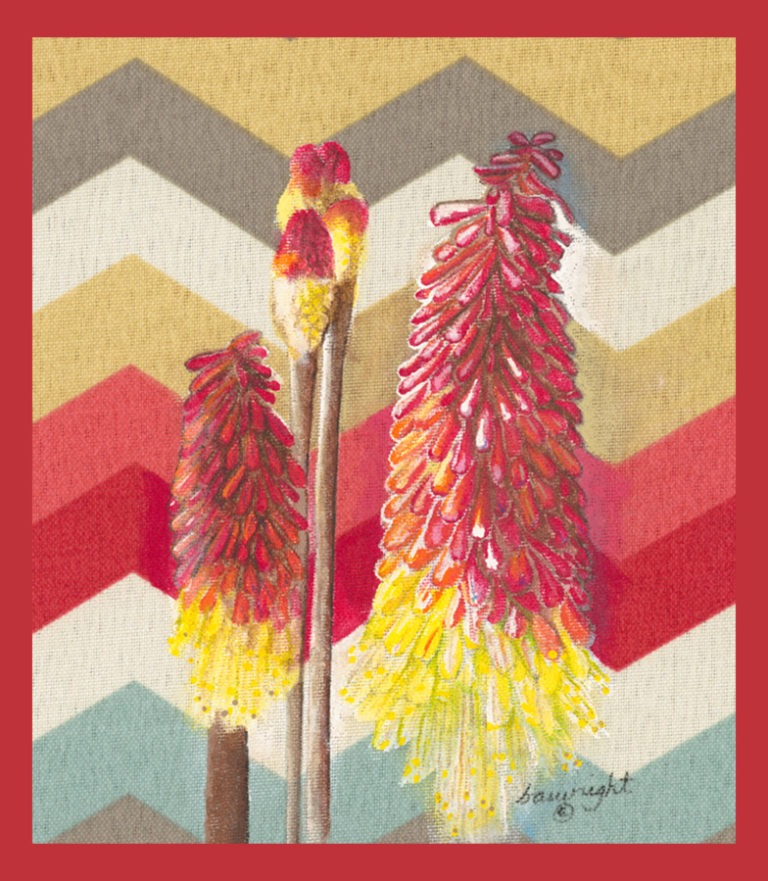 An illustration of a flame poker plant by Ridgefield artist Barbara Wright.