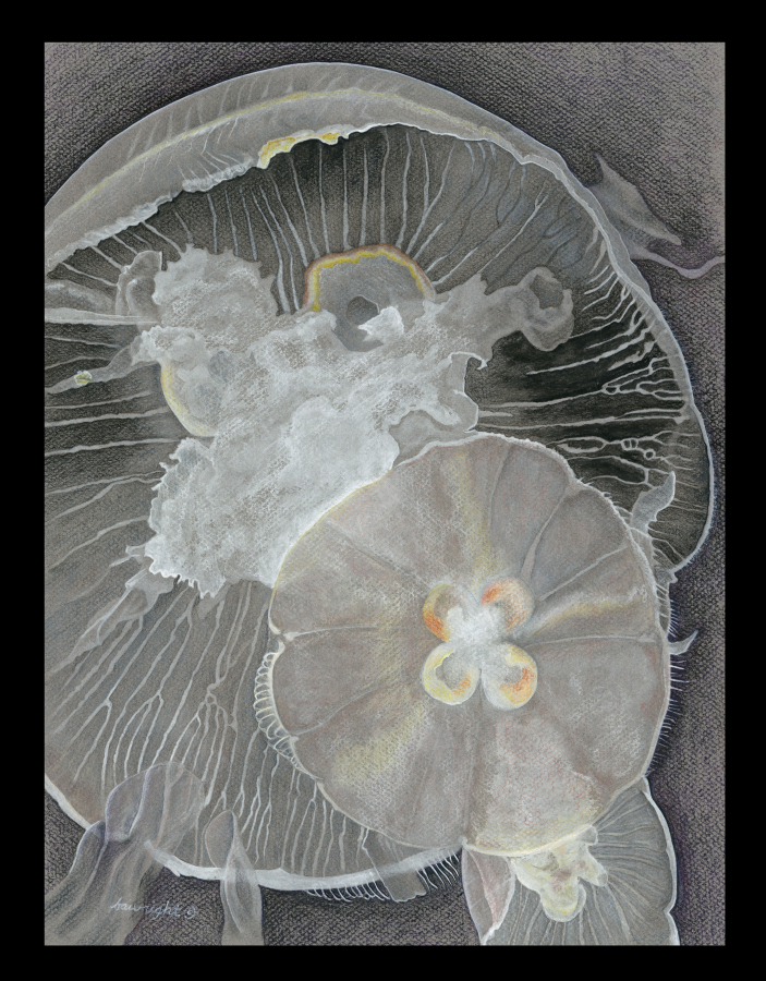 An illustration of a moon jelly by Ridgefield artist Barbara Wright.