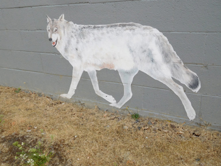 Artist Travis London honors wolves by painting images of them on a commercial building at 602 N.E. Third Ave., near downtown Camas.