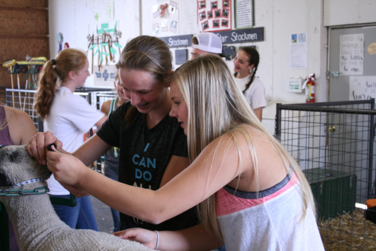 Panther basketball players, freshman Jaiden Bea (left) and senior Ashley Gibbons (right), care for a sheep inside the 4-H barn at the Skamania County Fair in Stevenson, on Aug.