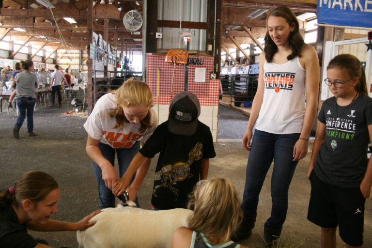 Savea Mansfield, 15, (second from left) helps a young 4-H member trim a sheep while her older cousin, 17-year-old Beyonce Bea (second from right) provides helpful tips.