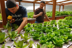 Aaron Imhof (left), the "master builder" of Wind River Produce, in Washougal, checks lettuce while holding peppers grown in Carl Hopple's backyard. Hopple (right) founded the organic farm that uses aquaponics, in the Columbia River Gorge, in 2017. 