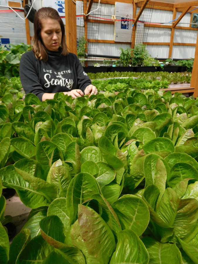 At left, Annie Stanton, a Clark College student who volunteers at Wind River Produce, plants Salanova Red Butter and Breen Romaine lettuce. Tomatoes and peppers are also grown in the greenhouse. At top, greenhouse manager Jennifer McMillan opens the heads of red romaine lettuce to allow for air flow. At right, a variety of lettuce is grown at Wind River Produce in Washougal.