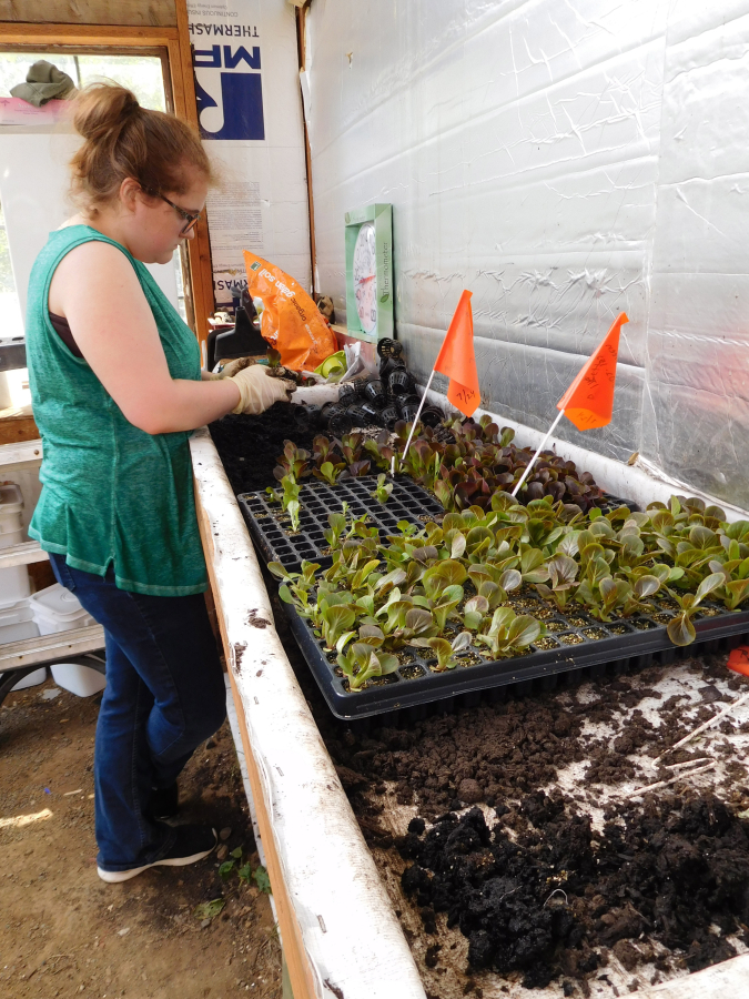 Annie Stanton, a Clark College student who volunteers at Wind River Produce, plants Salanova Red Butter and Breen Romaine lettuce.
