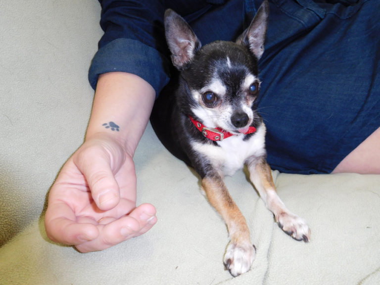 Megan Collins, the new director of operations for the West Columbia Gorge Humane Society, in Washougal, shows a paw-shaped tattoo on her right arm as she sits next to &quot;Rina,&quot; a stray female chihuahua. Collins got the tattoo in 2010, as part of a fundraiser for the Asheville Humane Society, in Asheville, N.C.