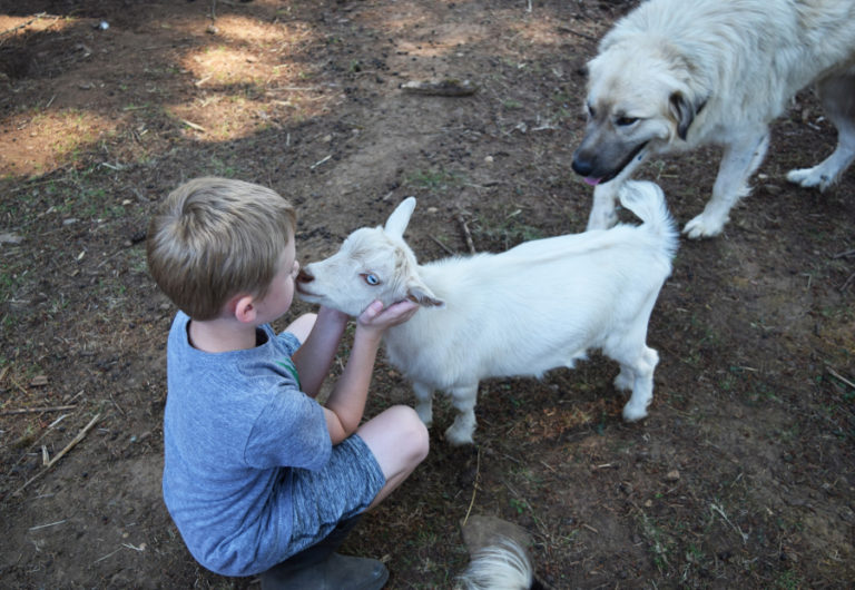 Bennett Christensen, 8, gives Olaf, the family&#039;s baby goat, kisses at the Christensen farm in Washougal, on Sept. 5.
