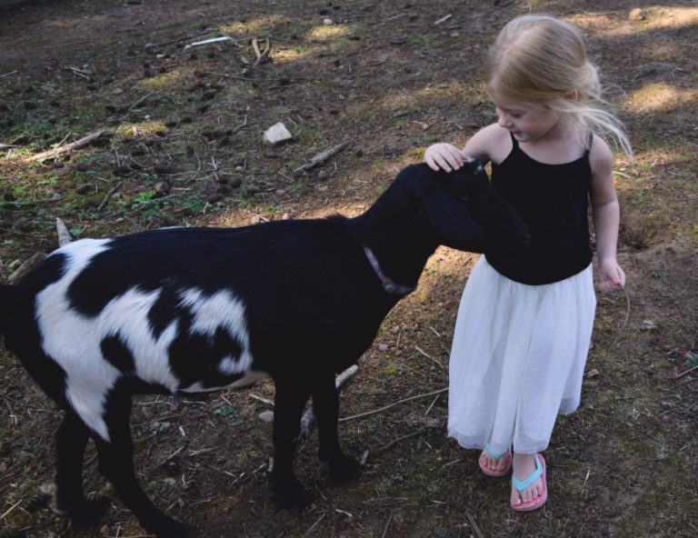 Ellowyn Christensen, 4, pets one of the goats that lives on her family&#039;s farm in Washougal.