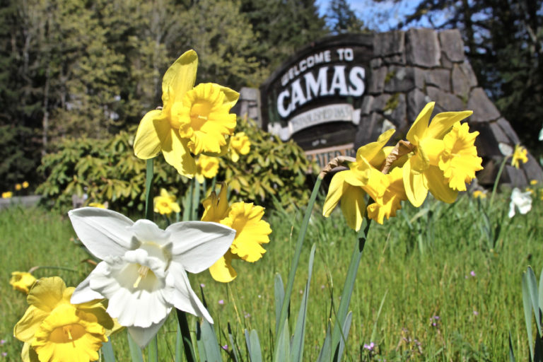 The Camas-Washougal Garden Club started &quot;Project Daffodil&quot; in 2017, by planting 800 daffodil bulbs at the welcome signs off Highway 14 coming into Camas and Washougal.