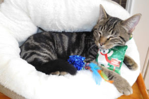 Quinn, an 11-month-old male kitty, relaxes with some toys at the West Columbia Gorge Humane Society cat shelter. Donations of cat treats, toys and beds, as well as free standing scratchers, breakaway collars and kitty litter are accepted at the Washougal-based shelter. (Dawn Feldhaus/Post-Record)