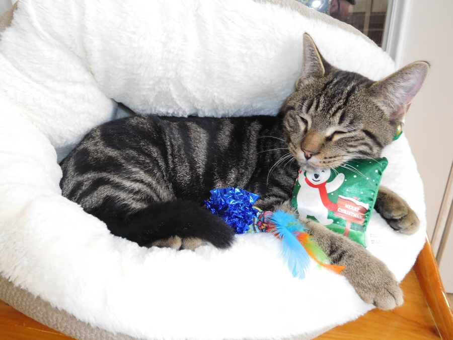 Quinn, an 11-month-old male kitty, relaxes with some toys at the West Columbia Gorge Humane Society cat shelter. Donations of cat treats, toys and beds, as well as free standing scratchers, breakaway collars and kitty litter are accepted at the Washougal-based shelter. (Dawn Feldhaus/Post-Record)