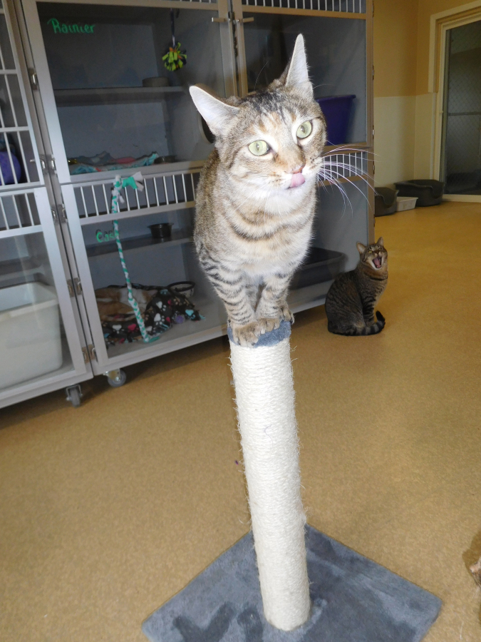 Lucy, an approximately 3-year-old cat, stands on a scratching post at the West Columbia Gorge Humane Society (WCGHS) cat shelter in Washougal. WCGHS is now accepting gift donations for the animals, as well as supplies for the nonprofit animal shelter. (Dawn Feldhaus/Post-Record)