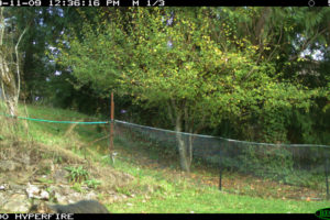 An animal, seen in the lower left hand corner of this photo, is a house cat, according to Washington Department of Fish and Wildlife Officer Thomas Moats. Nataliya Milushkina, a resident who lives near Washougal River Road Milepost 8, has wondered if the animal is a juvenile cougar. (Contributed photos courtesy of the Washington Department of Fish and Wildlife)