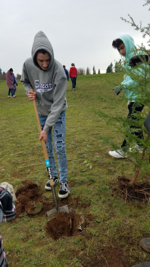 Camas High School student Tony Lattanzi (left) digs a hole for a native tree sapling.