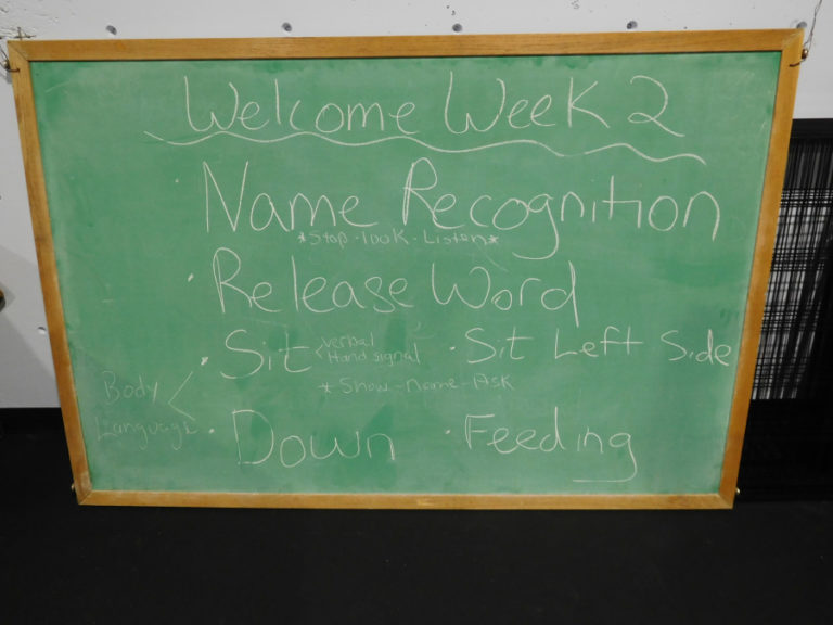 The chalkboard at High Expectations Dog Training, in Camas, informs dog owners about the topics that will be taught during the second week of a manners class.