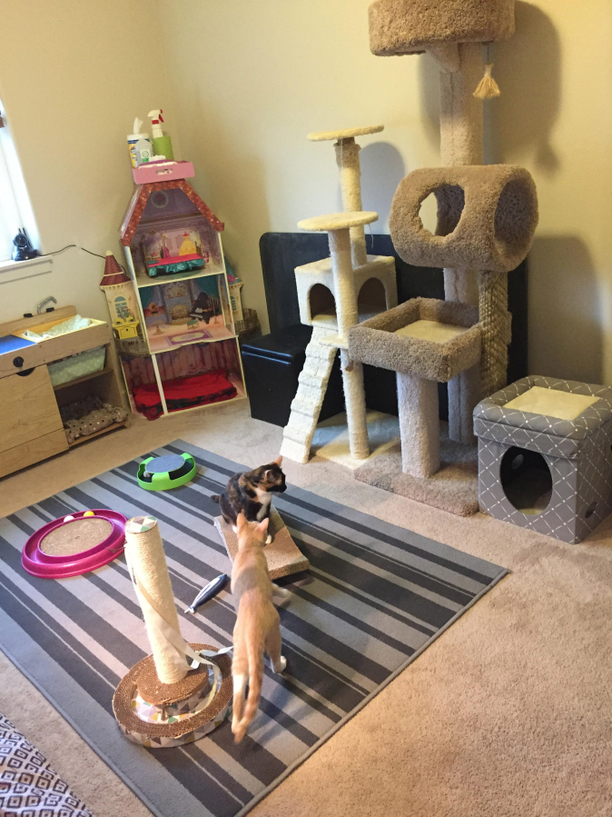 Jessica Kaady turned her children&#039;s playroom into a room for foster kittens. Kaady and her husband adopted two kittens, Ember and Pearl.