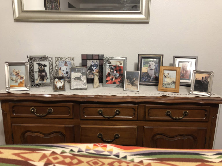 The top of Jodi Wilkins&#039; dresser is filled with photos of dogs she has fostered for the Washougal-based West Columbia Gorge Humane Society. As a medical foster, Wilkins cares for dogs that need to recover from medical concerns before they are cleared for adoption.
