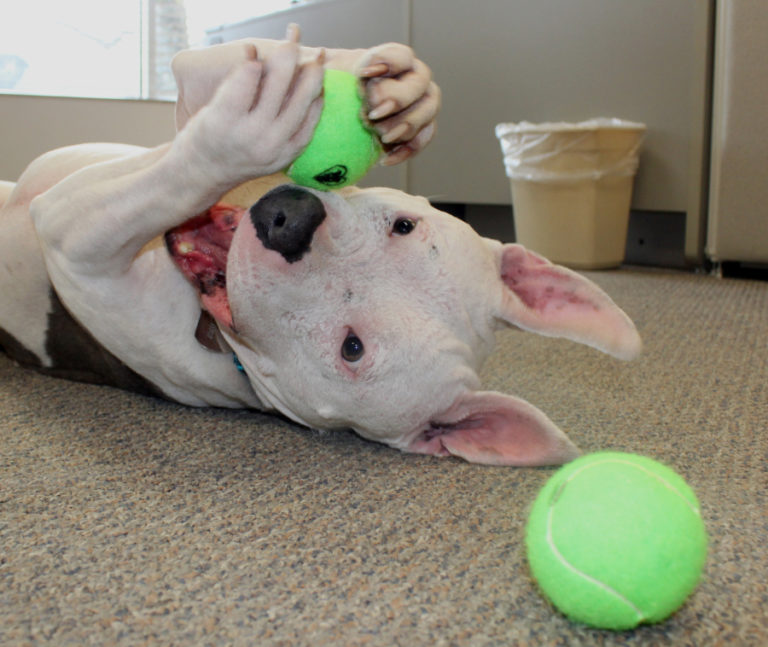 Joey, a 4-year-old rescued American Staffordshire terrier, commonly known as a &quot;pitbull,&quot; plays with tennis balls inside the Post-Record office on April 12.