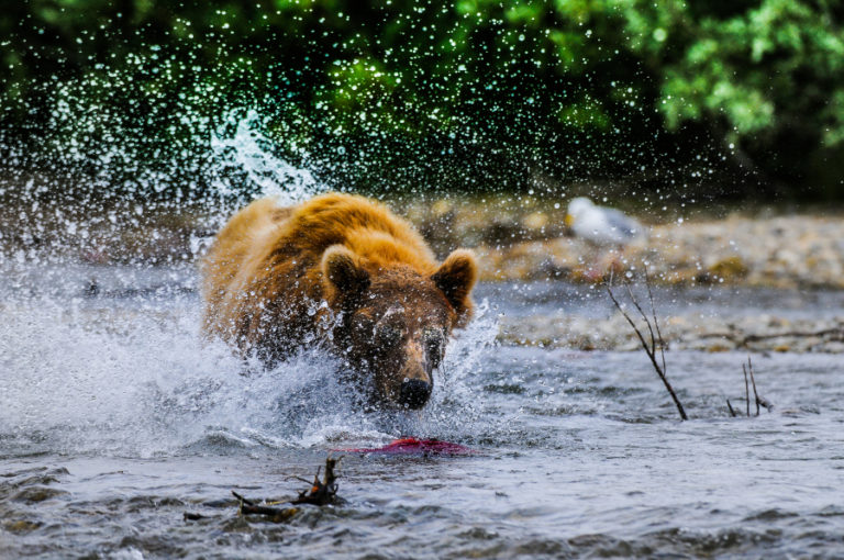 A grizzly bear goes after a sockeye salmon in Alaska in this photograph by Camas photographer Dale C. Larson. This and other grizzly photos are now on display at the Second Story Gallery, above the Camas library, in downtown Camas. Contributed photo by Dale C.