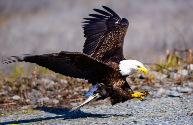 An eagle attacks another bird (out of frame). Contributed photo by Dale C.