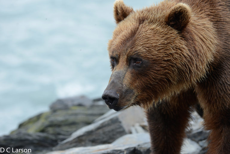 A close-up shot of a grizzly bear in Alaska. Contributed photo by Dale C.
