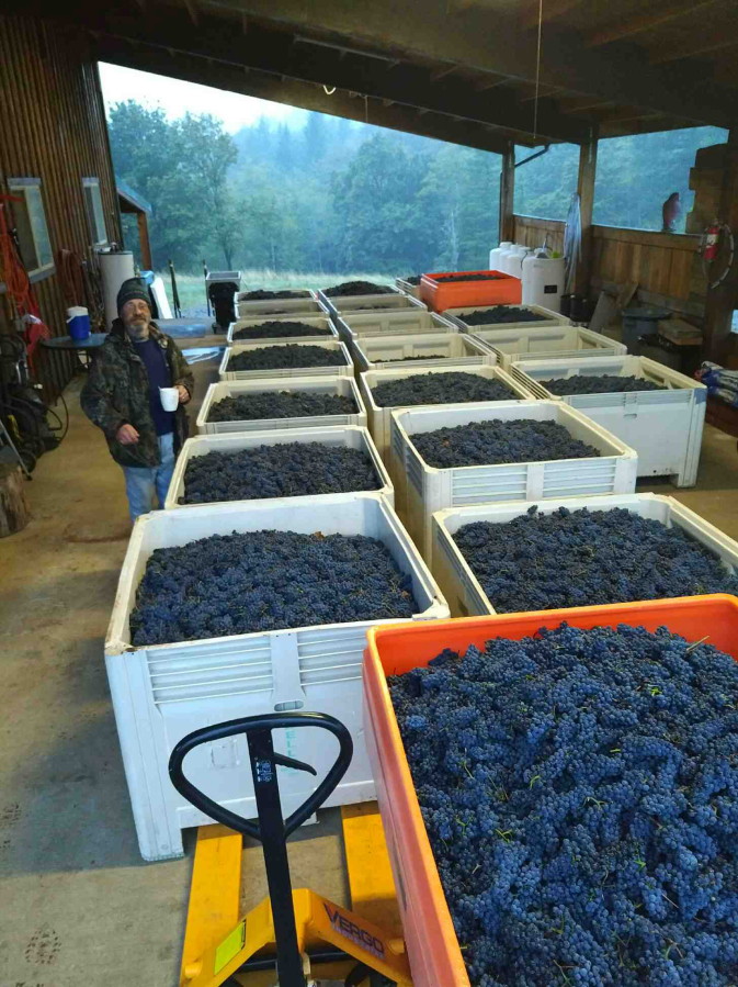 Containers of grapes harvested from the Columbia Gorge Vintners&#039; estate vineyards in Washougal wait to be destemmed, crushed and fermented.