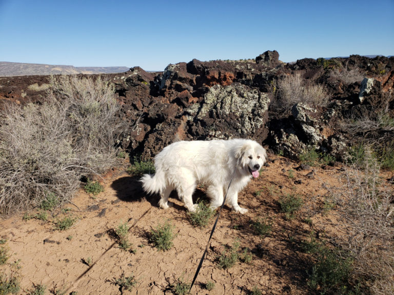 Barrett, a 4-year-old Great Pyrenees belonging to Kathy and Spencer Blank of Washougal, explores the Badlands during a cross-country road trip with his family.