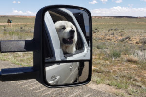 Barrett, a Great Pyrenees belonging to Kathy and Spencer Blank of Washougal, finds some fresh air on a cross-country trip. (Contributed photos courtesy of Kathy and Spencer Blank)