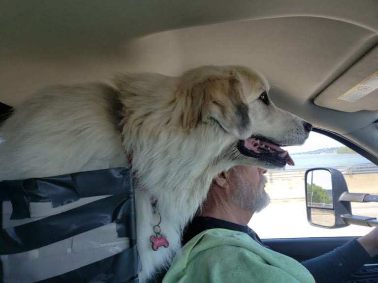 Gracie, a 5-year-old Great Pyrenees dog, watches out the front window as her “dad,” Spencer Blank, drives across the country.