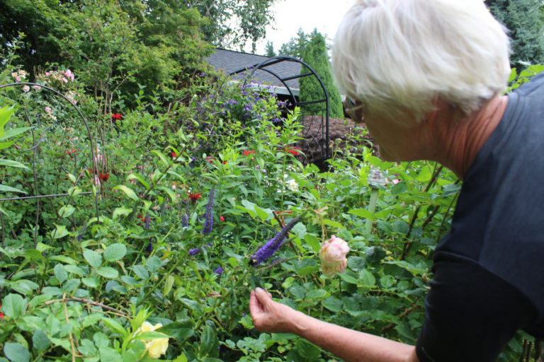 Marian Neumann, of Camas, finds one lone bee in her backyard garden.