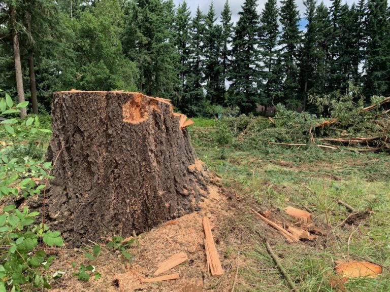A tree stump from a recently felled tree sits at the site of a planned, 12-home subdivision off Northwest 43rd Avenue in Camas on Monday, July 15.