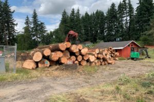 Felled trees pile up at a site off Northwest 43rd Avenue in Camas on Monday, July 15. (Contributed photo courtesy of Camas Tree Protectors)