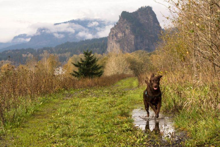 Even pets enjoy a day in the Columbia River Gorge National Scenic Area. Here, a pup runs on a recently cleared trail near North Bonneville, Wash.