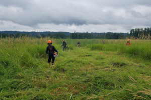 Workers spray reed canary grass at the Steigerwald Lake National Wildlife Refuge, where a floodplain restoration project is expected to create what one Fish and Wildlife official recently called "world-class wildlife viewing opportunities." (Contributed photo courtesy of Lower Columbia Estuary Partnership)