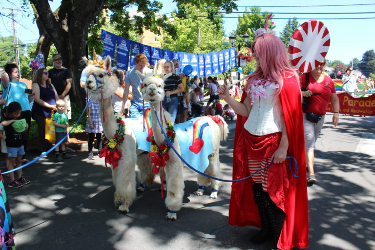 Alpacas entertain the crowd during the 2019 Camas Days Kids Parade on Friday, July 26, 2019. (Kelly Moyer/Post-Record files)