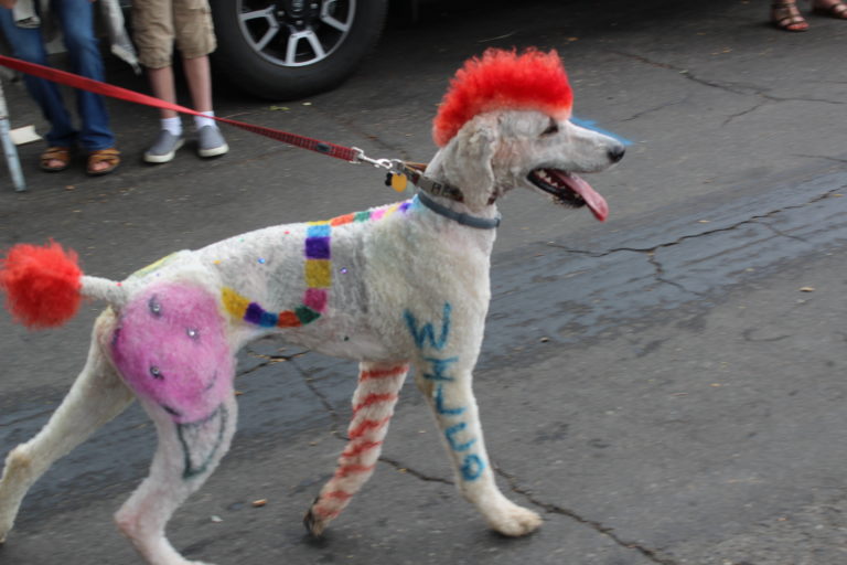 A colorful dog walks down 4th Avenue during the Camas Days Grand Parade on Saturday, July 27.