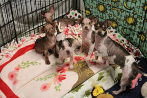 A mama dog and her puppies wait to finish treatment for mange at the Mostly Mutts animal rescue in Camas in early August before being ready to find adoptive homes. A fundraiser benefitting Mostly Mutts will be held this weekend. (Photos by Kelly Moyer/Post-Record)