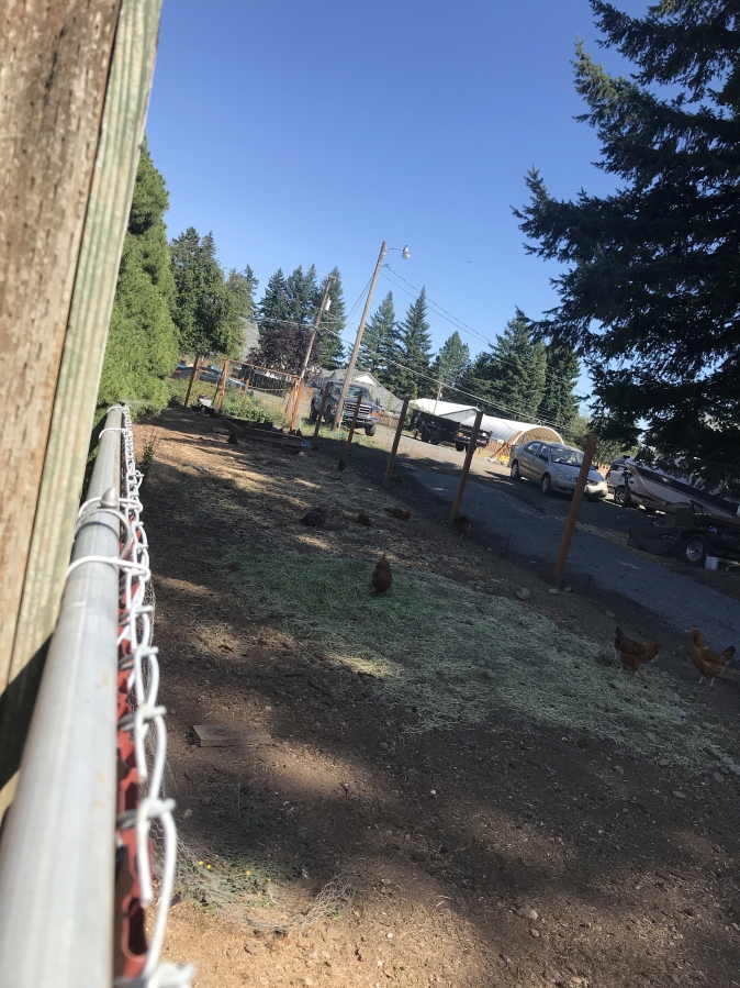 Matthew Sauer's chicken coop extends behind the houses of Tim Hagensen and Larry Buhrmester.