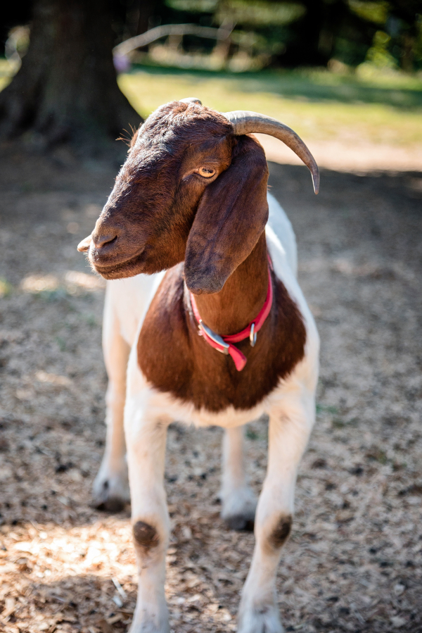 MagPie the goat, an Odd Man Inn Animal Refuge resident, is the queen for this year&#039;s SaSQUASH event, which will be held at Lacamas Lake Lodge in October. MagPie was found tethered to a dead goat, her hooves grown out like giant horns. Her abuse-and-neglect case was won in Cowlitz County.